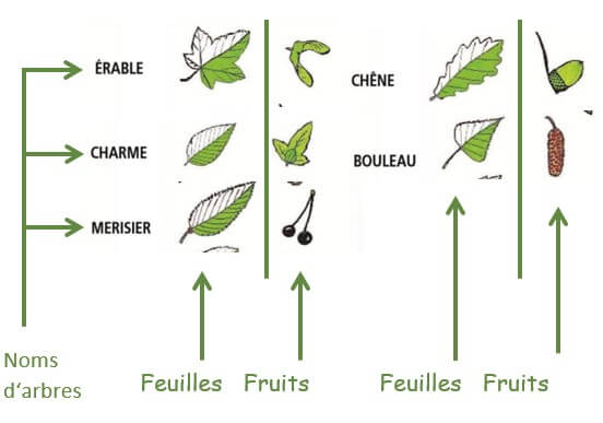 capture écran d'un classement de feuilles d'arbres